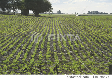 Pampas countryside landscape, La Pampa province, Patagonia, Argentina. Pampas countryside landscape, La Pampa province, Patagonia, Argentina. 130198373