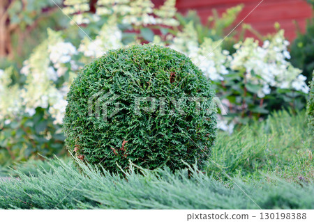 A perfectly trimmed spherical evergreen shrub in a garden bed with lush green foliage and white flowers in the blurred background. 130198388
