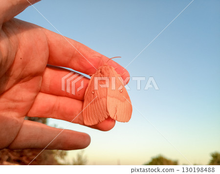 orange shaggy large butterfly orange shaggy large butterfly 130198488