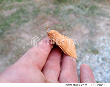 orange shaggy large butterfly 130198489