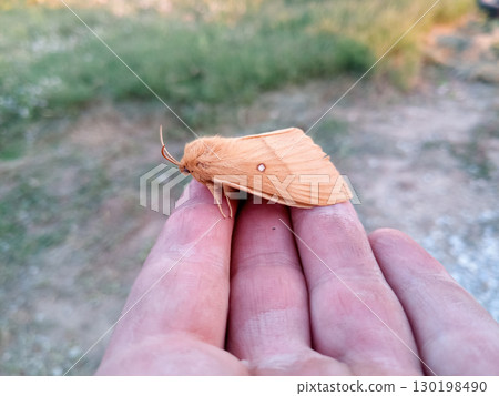 orange shaggy large butterfly orange shaggy large butterfly 130198490