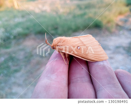 orange shaggy large butterfly orange shaggy large butterfly 130198491