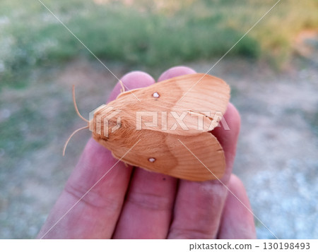 orange shaggy large butterfly 130198493