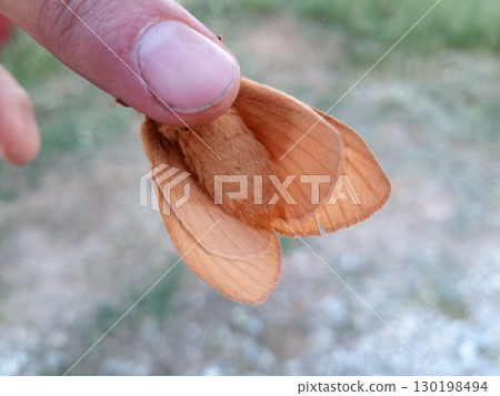 orange shaggy large butterfly orange shaggy large butterfly 130198494