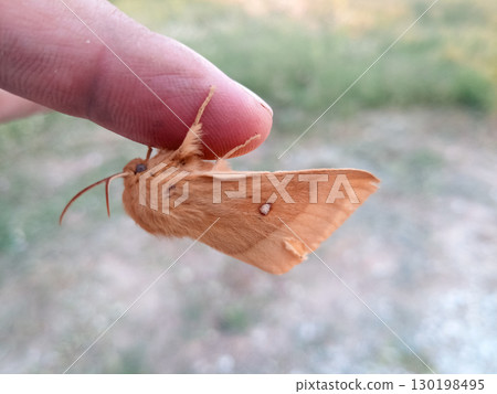 orange shaggy large butterfly 130198495