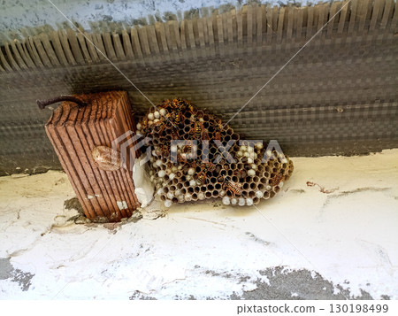 nest of wasps polystyles under the roof of the house 130198499