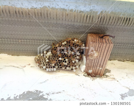 nest of wasps polystyles under the roof of the house 130198501
