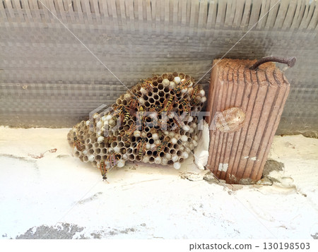 nest of wasps polystyles under the roof of the house nest of wasps polystyles under the roof of the house 130198503