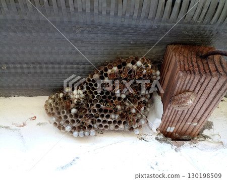 nest of wasps polystyles under the roof of the house 130198509