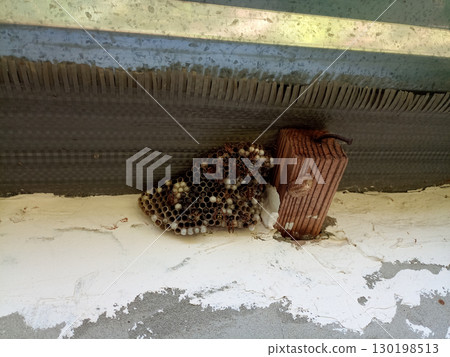 nest of wasps polystyles under the roof of the house 130198513