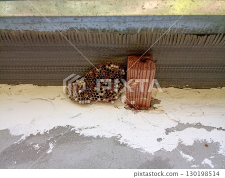 nest of wasps polystyles under the roof of the house 130198514