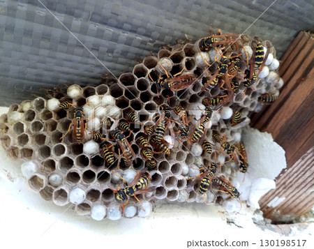 nest of wasps polystyles under the roof of the house nest of wasps polystyles under the roof of the house 130198517