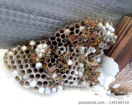 nest of wasps polystyles under the roof of the house nest of wasps polystyles under the roof of the house 130198519