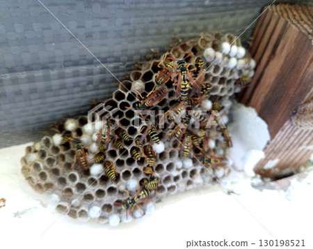 nest of wasps polystyles under the roof of the house 130198521