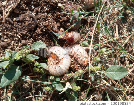 rhinoceros beetle, Rhino beetle larvae on ground in sawdust. rhinoceros beetle, Rhino beetle larvae on ground in sawdust. 130198524