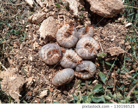 rhinoceros beetle, Rhino beetle larvae on ground in sawdust. 130198525