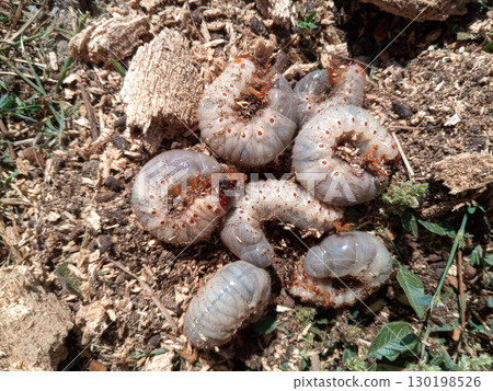 rhinoceros beetle, Rhino beetle larvae on ground in sawdust. 130198526