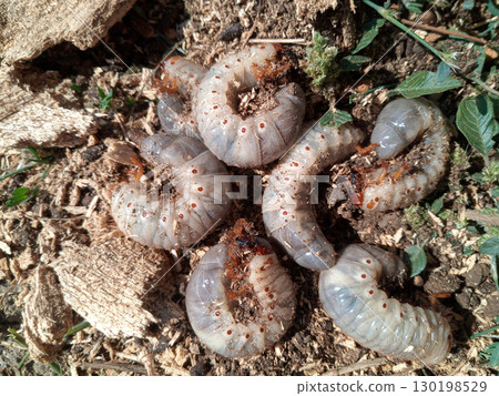 rhinoceros beetle, Rhino beetle larvae on ground in sawdust. 130198529