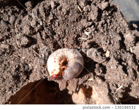 rhinoceros beetle, Rhino beetle larvae on rotten wood stump. rhinoceros beetle, Rhino beetle larvae on rotten wood stump. 130198532