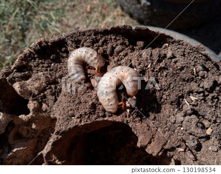 rhinoceros beetle, Rhino beetle larvae on rotten wood stump. rhinoceros beetle, Rhino beetle larvae on rotten wood stump. 130198534