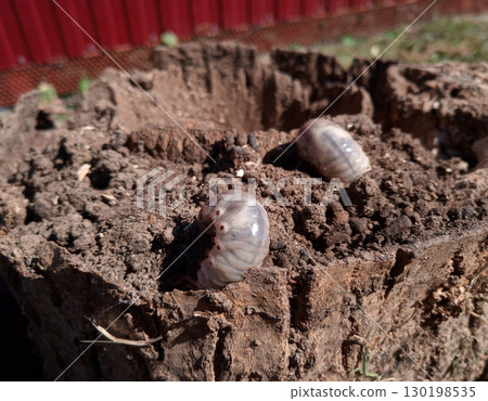 rhinoceros beetle, Rhino beetle larvae on rotten wood stump. rhinoceros beetle, Rhino beetle larvae on rotten wood stump. 130198535