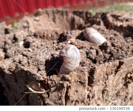 rhinoceros beetle, Rhino beetle larvae on rotten wood stump. 130198536