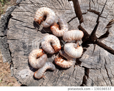 Rhino beetle larvae on an old wood stump. Large larvae of rhinoceros beetle. rhinoceros beetle 130198537