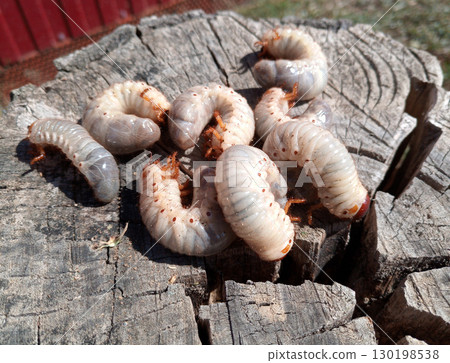 Rhino beetle larvae on an old wood stump. Large larvae of rhinoceros beetle. rhinoceros beetle 130198538