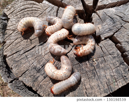 Rhino beetle larvae on an old wood stump. Large larvae of rhinoceros beetle. rhinoceros beetle Rhino beetle larvae on an old wood stump. Large larvae of rhinoceros beetle. rhinoceros beetle 130198539