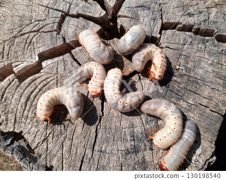 Rhino beetle larvae on an old wood stump. Large larvae of rhinoceros beetle. rhinoceros beetle Rhino beetle larvae on an old wood stump. Large larvae of rhinoceros beetle. rhinoceros beetle 130198540
