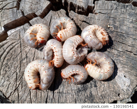 Rhino beetle larvae on an old wood stump. Large larvae of rhinoceros beetle. rhinoceros beetle Rhino beetle larvae on an old wood stump. Large larvae of rhinoceros beetle. rhinoceros beetle 130198541