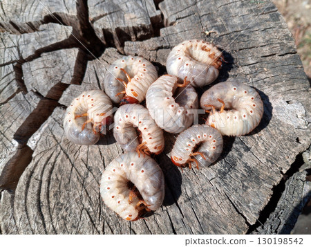 Rhino beetle larvae on an old wood stump. Large larvae of rhinoceros beetle. rhinoceros beetle Rhino beetle larvae on an old wood stump. Large larvae of rhinoceros beetle. rhinoceros beetle 130198542