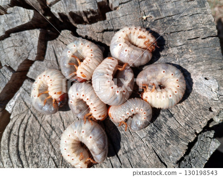 Rhino beetle larvae on an old wood stump. Large larvae of rhinoceros beetle. rhinoceros beetle 130198543