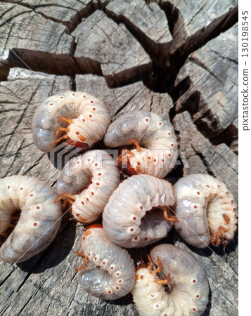 Rhino beetle larvae on an old wood stump. Large larvae of rhinoceros beetle. rhinoceros beetle Rhino beetle larvae on an old wood stump. Large larvae of rhinoceros beetle. rhinoceros beetle 130198545