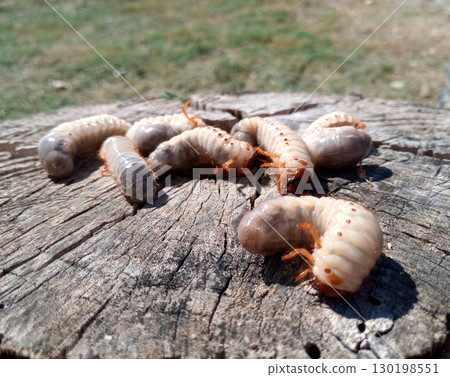 Rhino beetle larvae on an old wood stump. Large larvae of rhinoceros beetle. rhinoceros beetle Rhino beetle larvae on an old wood stump. Large larvae of rhinoceros beetle. rhinoceros beetle 130198551