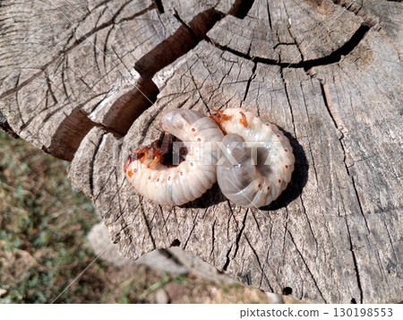Rhino beetle larvae on an old wood stump. Large larvae of rhinoceros beetle. rhinoceros beetle Rhino beetle larvae on an old wood stump. Large larvae of rhinoceros beetle. rhinoceros beetle 130198553