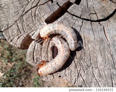 Rhino beetle larvae on an old wood stump. Large larvae of rhinoceros beetle. rhinoceros beetle 130198555