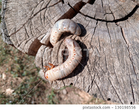 Rhino beetle larvae on an old wood stump. Large larvae of rhinoceros beetle. rhinoceros beetle 130198556