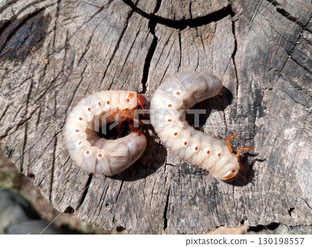 Rhino beetle larvae on an old wood stump. Large larvae of rhinoceros beetle. rhinoceros beetle 130198557
