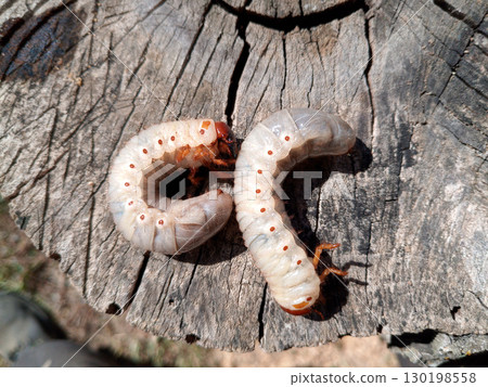 Rhino beetle larvae on an old wood stump. Large larvae of rhinoceros beetle. rhinoceros beetle 130198558