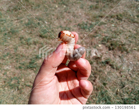 rhinoceros beetle, Rhino beetle larvae in a mans hand. Large beetle larva 130198561