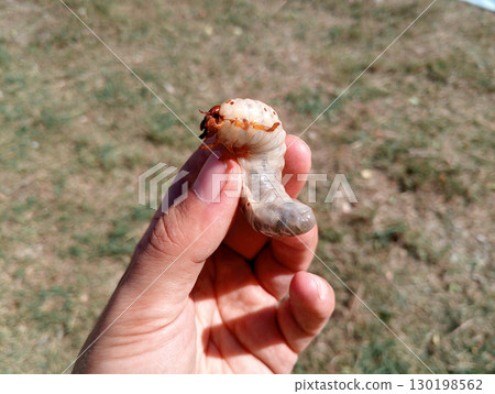 rhinoceros beetle, Rhino beetle larvae in a mans hand. Large beetle larva 130198562