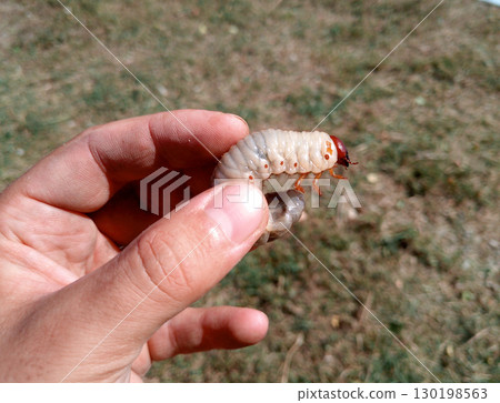 rhinoceros beetle, Rhino beetle larvae in a mans hand. Large beetle larva rhinoceros beetle, Rhino beetle larvae in a mans hand. Large beetle larva 130198563