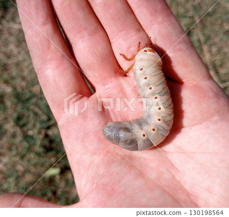 rhinoceros beetle, Rhino beetle larvae in a mans hand. Large beetle larva rhinoceros beetle, Rhino beetle larvae in a mans hand. Large beetle larva 130198564