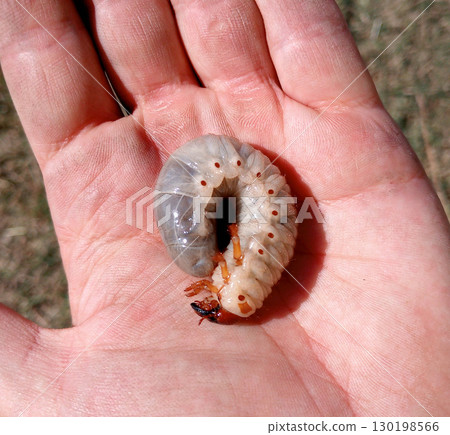 rhinoceros beetle, Rhino beetle larvae in a mans hand. Large beetle larva 130198566