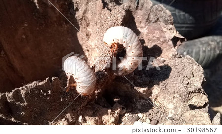 rhinoceros beetle, Rhino beetle larvae on rotten wood stump. rhinoceros beetle, Rhino beetle larvae on rotten wood stump. 130198567