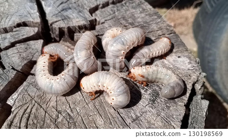 Rhino beetle larvae on an old wood stump. rhinoceros beetle 130198569