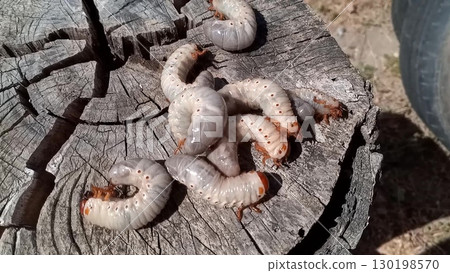 Rhino beetle larvae on an old wood stump. rhinoceros beetle 130198570