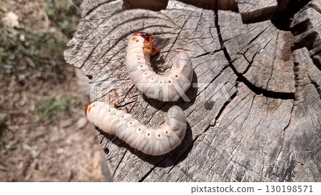 Rhino beetle larvae on an old wood stump. rhinoceros beetle Rhino beetle larvae on an old wood stump. rhinoceros beetle 130198571
