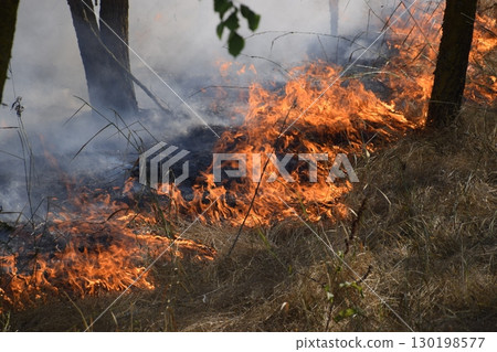 Fire in the forest. Fire and smoke in the forest litter. The grass is burning in the forest. Forest fires 130198577